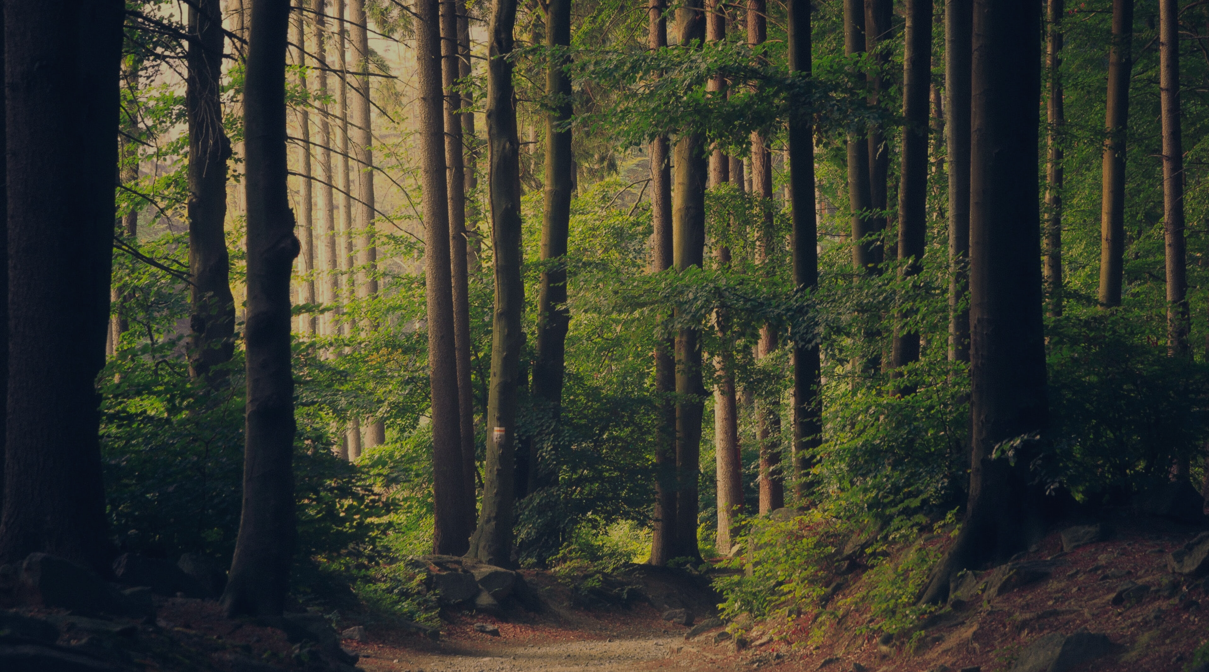 World leading wood scanning solutions World leading wood scanning solutions