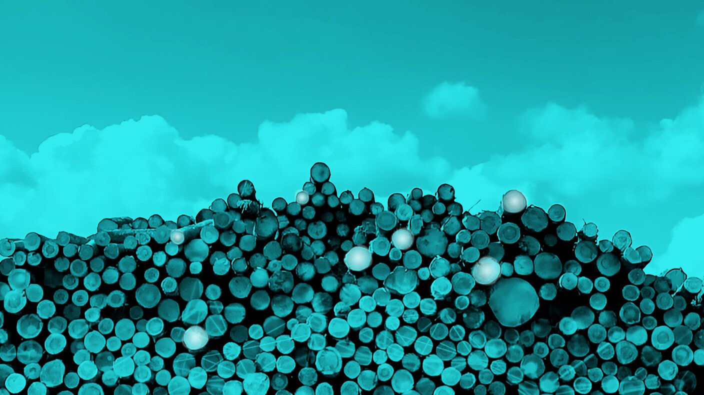 MiCROTEC är först att erhålla det officiella typgodkännandet för igenkänning av trädslag