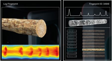 Fingerprint del tronco